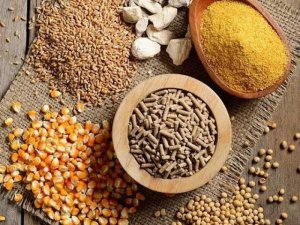 Gi&aacute; thức ăn chăn nu&ocirc;i giảm lần thứ 2 trong năm 2024 