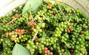 Dự b&aacute;o gi&aacute; ti&ecirc;u ng&agrave;y 4/6/2024: C&oacute; chạm mốc 150.000 đồng/kg?