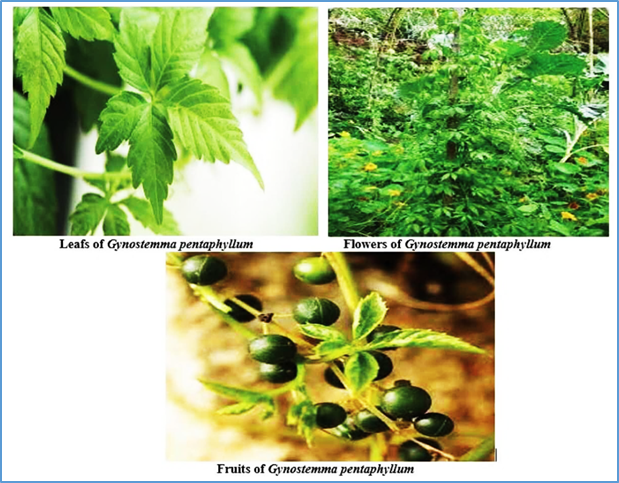 Giảo cổ lam - Gynostemma pentaphyllum (Thunb.) Makino tổng quan về hoạt t&iacute;nh sinh học