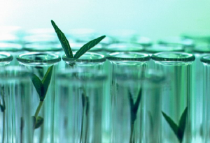 Sản xuất giống c&acirc;y trồng: C&aacute;c startup sử dụng CRISPR v&agrave; AI đang thay đổi cuộc chơi