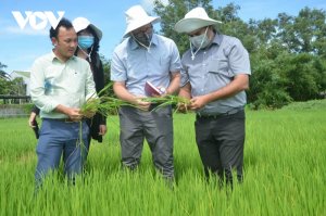 Nỗ lực đổi mới s&aacute;ng tạo trong chuỗi gi&aacute; trị l&uacute;a gạo v&agrave; xo&agrave;i Việt Nam