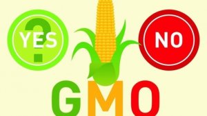 Bàn về Thực phẩm Biến đổi Gen (GMO)