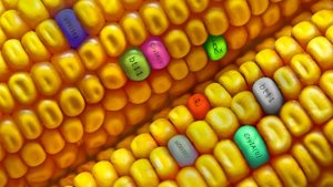 USDA x&aacute;c nhận cơ quan n&agrave;y sẽ kh&ocirc;ng kiểm so&aacute;t thực vật bi&ecirc;n tập gen bằng CRISPR giống như với GMO