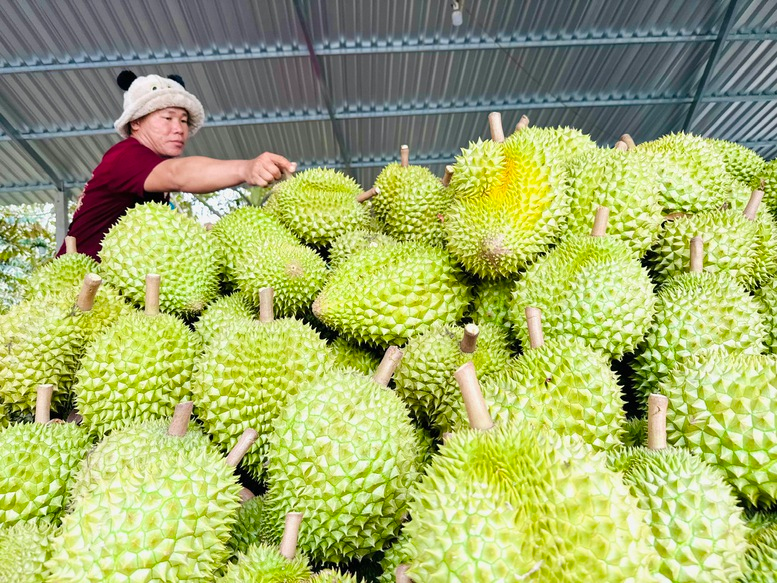 Gỡ "n&uacute;t thắt" kiểm nghiệm, tổ chức lại chuỗi gi&aacute; trị sầu ri&ecirc;ng bền vững