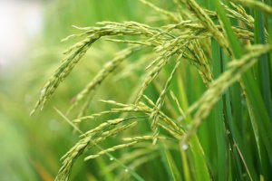 Ph&acirc;̉m ch&acirc;́t hạt được truy ngu&ocirc;̀n g&ocirc;́c từ &ldquo;v&acirc;̣t ch&acirc;́t t&ocirc;́i&rdquo; của b&ocirc;̣ gen lúa