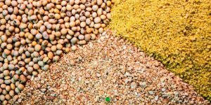 USDA: Tiến độ m&ugrave;a vụ v&agrave; t&igrave;nh h&igrave;nh giao h&agrave;ng ng&ocirc; v&agrave; đậu tương Mỹ 