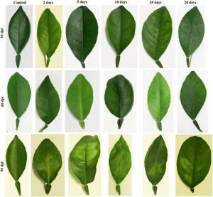 Giải ph&aacute;p mới kiểm so&aacute;t bệnh Greening