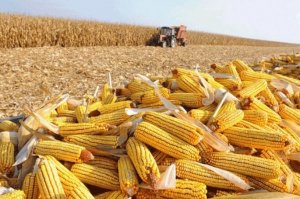 Gi&aacute; thức ăn chăn nu&ocirc;i tăng ch&oacute;ng mặt, n&ocirc;ng d&acirc;n b&aacute;n cắt lỗ, bỏ đ&agrave;n