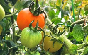 Nghi&ecirc;n cứu c&aacute;ch tạo n&ecirc;n vị ngon ở c&agrave; chua