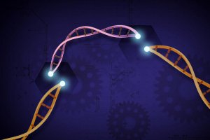Hệ thống CRISPR 3.0 mới cho sự hoạt h&oacute;a gen hiệu quả cao ở thực vật