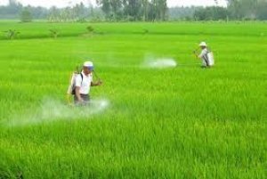 TT ph&acirc;n b&oacute;n ng&agrave;y 5/3/2019: Gi&aacute; giảm ở Ure 