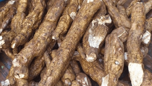 Xuất khẩu sắn mất mốc 1 tỷ USD
