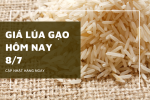 Gi&aacute; l&uacute;a gạo h&ocirc;m nay 8/7: Một số giống l&uacute;a, nếp điều chỉnh tr&aacute;i chiều