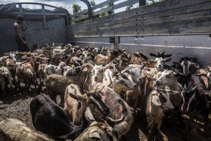 Công cụ mới của FAO giúp xác định khí thải của ngành chăn nuôi