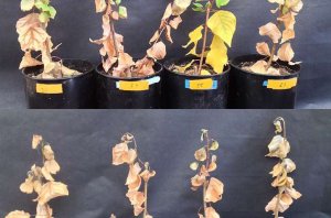 Vi khuẩn gi&uacute;p c&acirc;y sống s&oacute;t trong đợt hạn h&aacute;n nghi&ecirc;m trọng