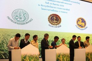 Thái Lan thiết lập những cánh đồng lúa siêu lớn
