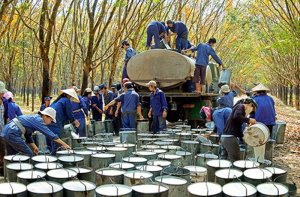 Việt Nam xuất khẩu 135 ng&agrave;n tấn cao su trong th&aacute;ng 9