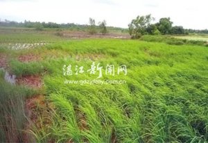 Nh&agrave; khoa học Trung Quốc l&ecirc;n kế hoạch sản xuất đại tr&agrave; l&uacute;a nước mặn 