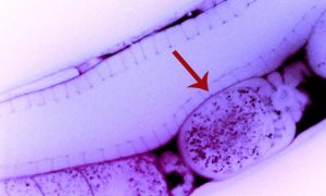Lần đầu tiên quan sát được sự kế thừa trực tiếp của RNA tắt gen
