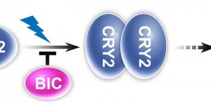 Sự thể hiện của protein cổ đại trong kiểm so&aacute;t tăng trưởng thực vật 