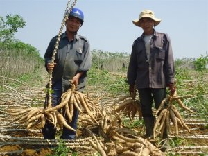  Phát triển thâm canh sắn bền vững ở tỉnh Đồng Nai