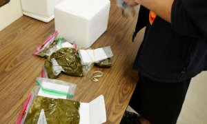 Nghi&ecirc;n cứu cho thấy protein trong cỏ d&agrave;nh cho gia s&uacute;c ở Mỹ đang suy giảm