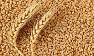 Gi&aacute; lương thực thế giới giảm