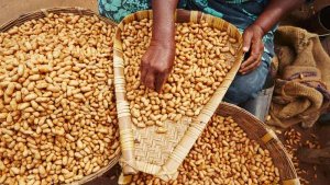 C&aacute;c nh&agrave; khoa học tạo ra đậu phộng kh&ocirc;ng nhiễm aflatoxin