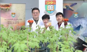 Giống c&agrave; chua mới c&oacute; khả năng chống oxy ho&aacute; cao, được tạo ra nhờ c&ocirc;ng nghệ di truyền