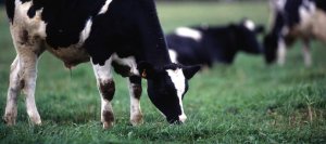 Các ứng dụng nghi&ecirc;n cứu metagenomics h&ecirc;̣ vi sinh dạ cỏ của bò