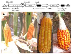 Nghi&ecirc;n cứu tạo c&acirc;y ng&ocirc; chuyển gen giầu Carotenoid