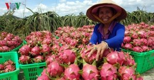 Trung Quốc dẫn đầu c&aacute;c thị trường nhập khẩu rau quả Việt Nam