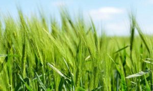Canh t&aacute;c "năng suất cao" l&agrave;m giảm đ&aacute;ng kể chi ph&iacute; m&ocirc;i trường