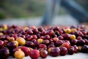 Gi&aacute; đường trắng ng&agrave;y 23/11 đ&atilde; sụt giảm do &aacute;p lực của đồng real; ca cao LD thấp 5 tuần