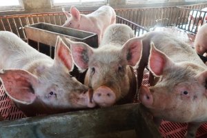 B&aacute;o c&aacute;o thị trường heo hơi năm 2018: Ng&agrave;nh chăn nu&ocirc;i thế giới gặp kh&oacute;