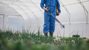 Đột biến mới cho kh&aacute;ng thuốc diệt cỏ hiếm hơn mong đợi