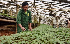 Ph&aacute;t triển v&agrave; bảo tồn dược liệu ở Nam Trung Bộ v&agrave; T&acirc;y Nguy&ecirc;n: V&igrave; sao chưa như mong đợi?