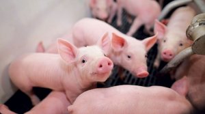 Gi&aacute; lợn hơi ng&agrave;y 9/8/2019 tăng tr&ecirc;n thị trường cả nước