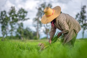 Canh t&aacute;c l&uacute;a ngắn ng&agrave;y v&ocirc; t&igrave;nh gi&uacute;p chọn lọc những lo&agrave;i cỏ dại tinh vi
