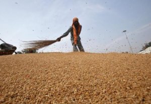 Gi&aacute; lương thực thế giới tăng mạnh trong th&aacute;ng 11