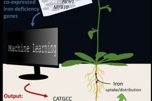 C&aacute;c chất điều chỉnh hoạt động c&acirc;y trồng khi thiếu sắt