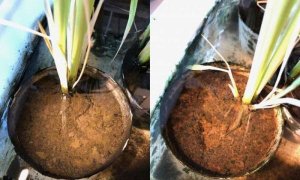 Vi khu&acirc;̉n sợi d&acirc;̃n đi&ecirc;̣n làm giảm đáng k&ecirc;̉ khí thải nhà kính từ hoạt đ&ocirc;̣ng tr&ocirc;̀ng lúa