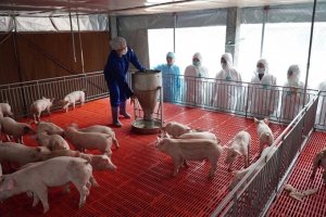 Ng&agrave;nh chăn nu&ocirc;i vượt kh&oacute; trong bối cảnh ảnh hưởng dịch bệnh