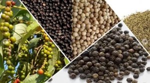 Xuất khẩu hạt ti&ecirc;u sang c&aacute;c thị trường năm 2020 giảm 7,5%