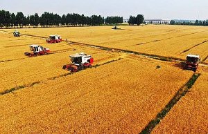 C&aacute;c nh&agrave; khoa học Trung Quốc lai tạo c&aacute;c giống c&acirc;y trồng mới để hỗ trợ an ninh lương thực