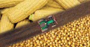 T&aacute;c động của việc canh t&aacute;c k&eacute;p