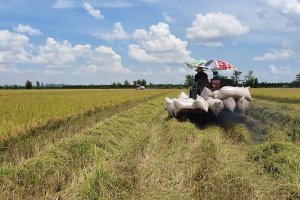 N&ocirc;ng d&acirc;n "kh&oacute; chồng kh&oacute;" v&igrave; gi&aacute; l&uacute;a thấp, gi&aacute; ph&acirc;n b&oacute;n tăng mạnh
