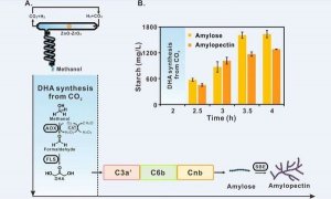 Tổng hợp tinh bột từ CO2
