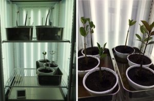C&aacute;c nh&agrave; khoa học tiết lộ b&iacute; mật di truyền của c&acirc;y ngập mặn chống chịu stress