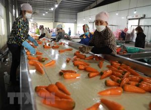 X&acirc;y dựng chuỗi cung ứng n&ocirc;ng sản v&agrave;o chế biến để mở rộng k&ecirc;nh ti&ecirc;u thụ